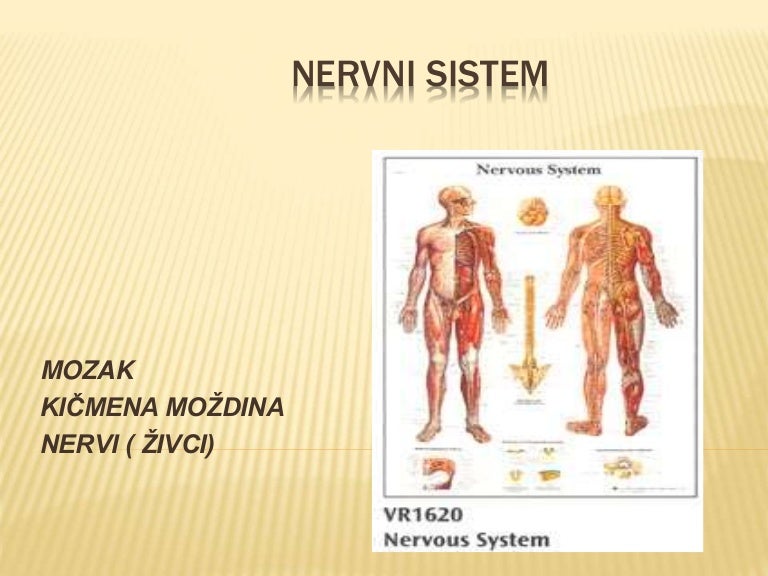 Nervni sistem