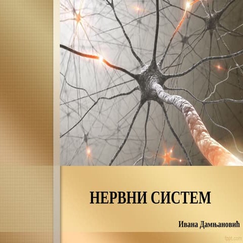 Nervni sistem.pdf