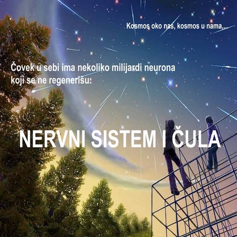 Nervni sistem i cula ppt