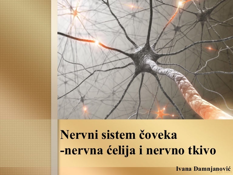 Nervni sistem čoveka