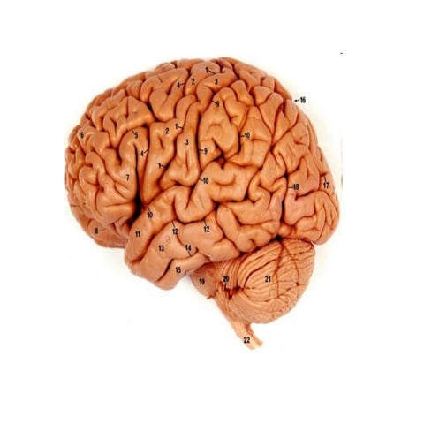 Nervni sistem  slike