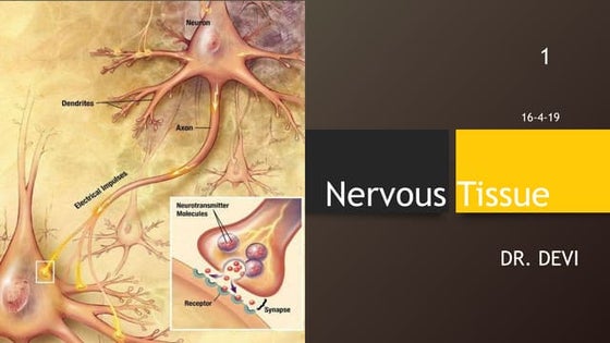 Nervous tissue (Histology) | PPT