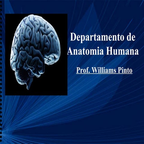 Nervos e terminações nervosas cp 11