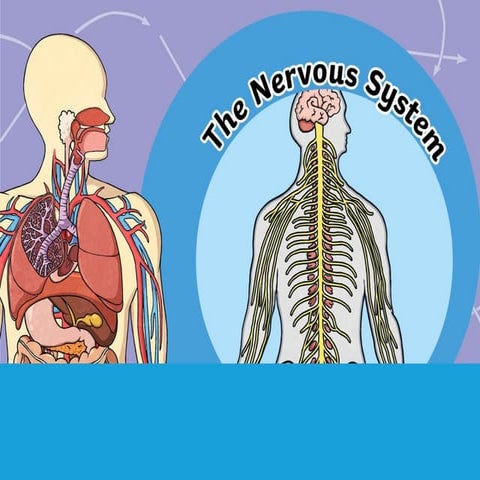 -nervous-system-powerpoint_ver_4 (1).pptx