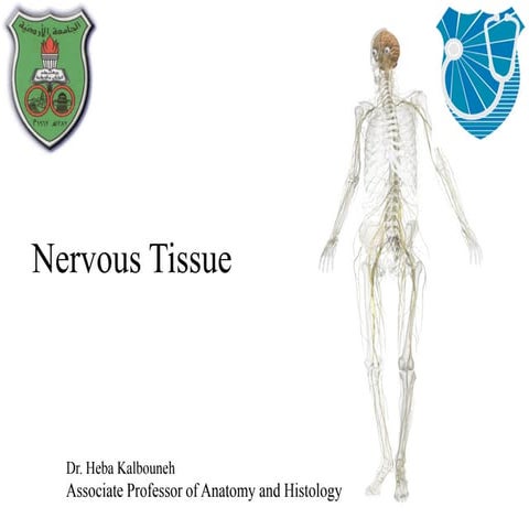 Histology of Nervous System II - Peripheral Nervous System.pdf
