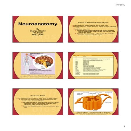 Nervous anatomy sem2 [compatibility mode]