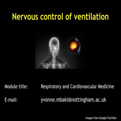 Nervous control of ventilation- key nerves and how they control breathing