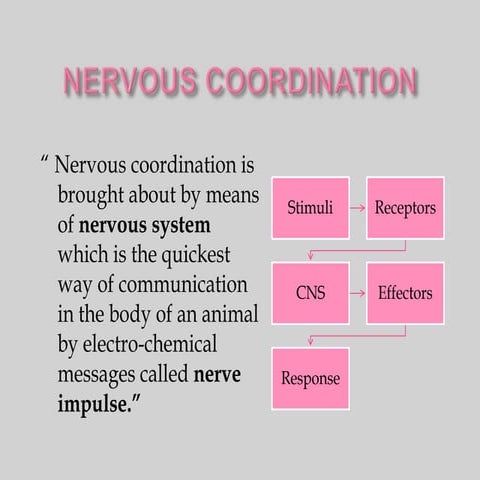 Nervous coordination