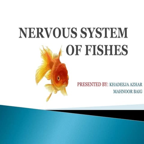 Nervous system of fish; a detailed study