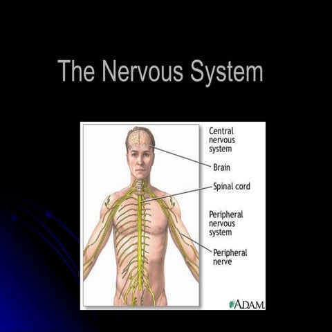 Nervous System