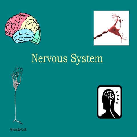 Nervous System Notes