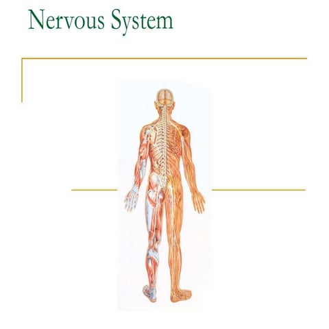 Nervous system
