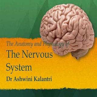 Nervous system