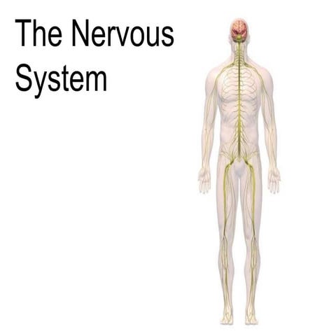 Nervous system