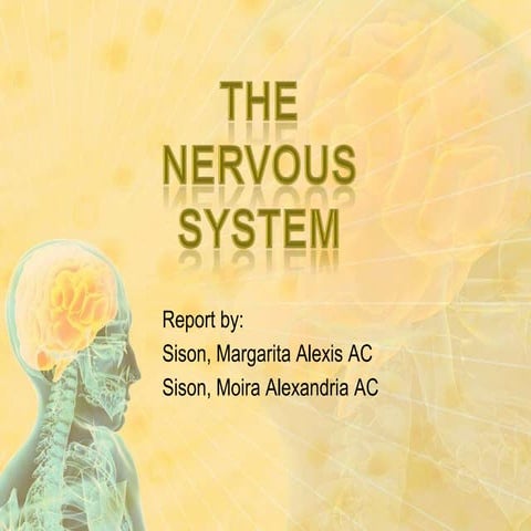 The nervous system | PPTX