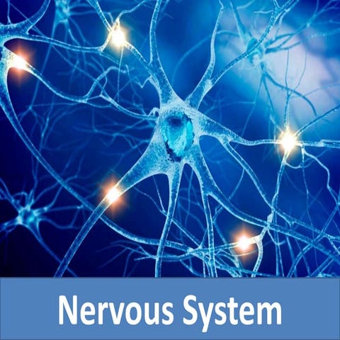 Nervous System