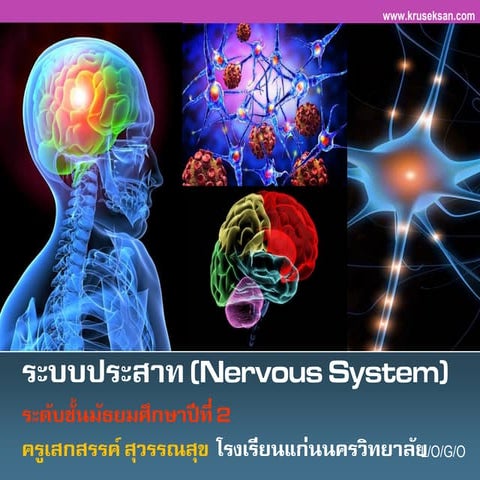 ระบบประสาท (Nervous System)