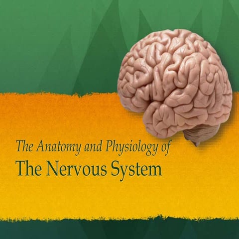 Nervous system