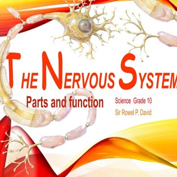 Nervous system