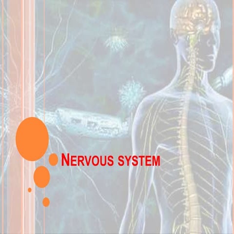 Nervous system