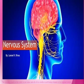 Nervous system