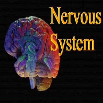 Nervous system