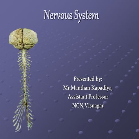 Nervous system anatomy and physiology