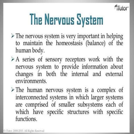 Nervous system