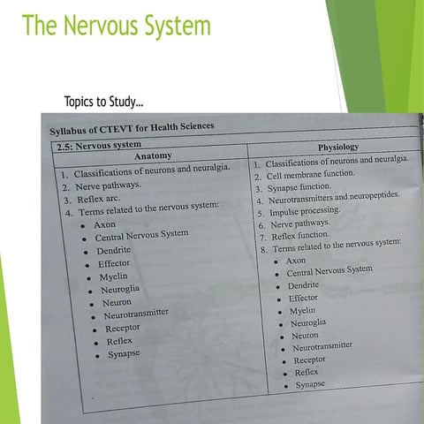 Human Nervous system