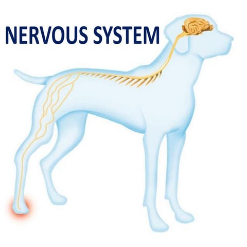 Nervous System .pdf