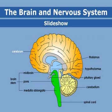Nervous system and its major parts (lesson 6) | PPTX