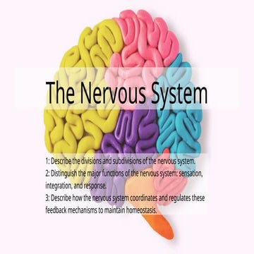 Nervous System | PPT