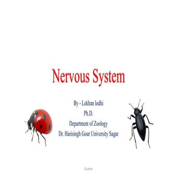Nervous system of Insects | Insect brain