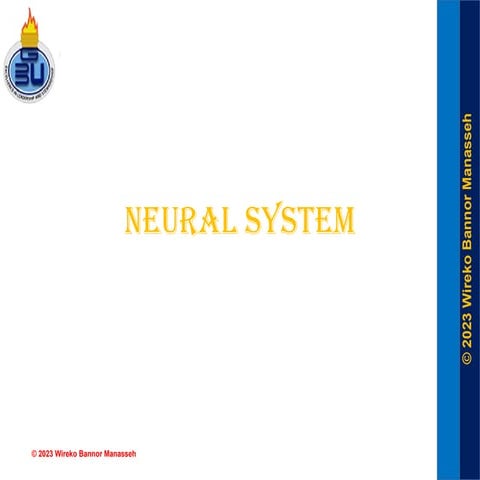 Detailed description of the nervous system