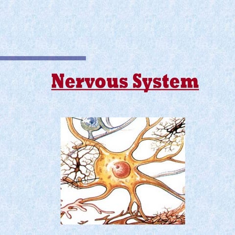 NERVOUS SYSTEM.ppttttttttttttttttttttttttt