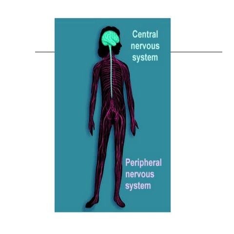 Nervous System Fundamentals & Pain Pathways | PPT