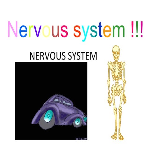 Nervous System B1