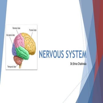 cerebrum(cerebral cortex) physiology