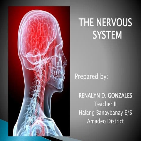Nervous system  lecture simplified