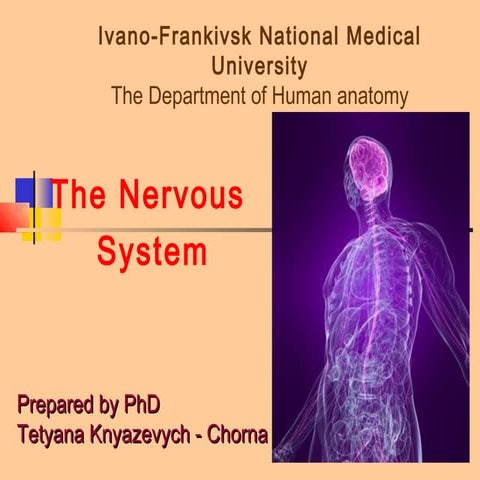 Nervous system
