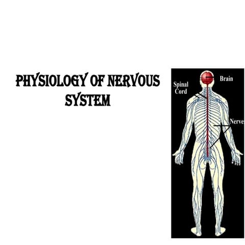 Comprehensive Overview of the Nervous System and Its Functions