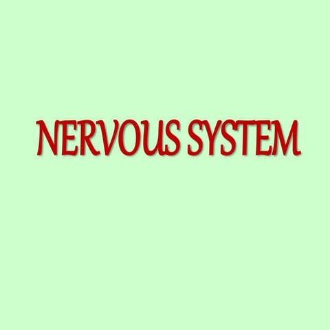 Nervoussystem9