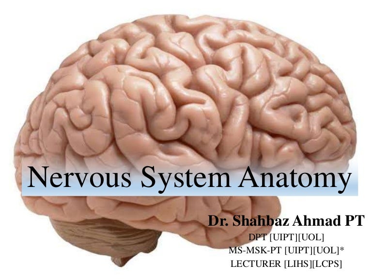 Nervous system anatomy