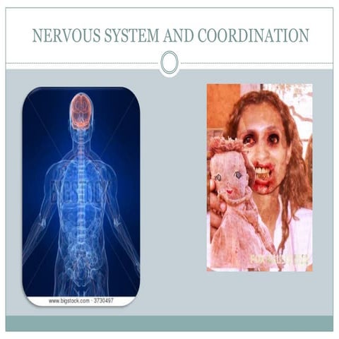 Nervous system and coordination brian & friends para 4to