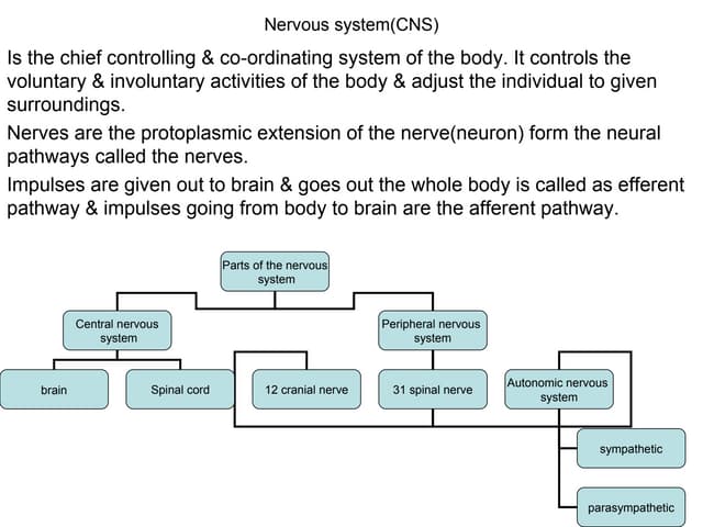 Nervous System(CNS)