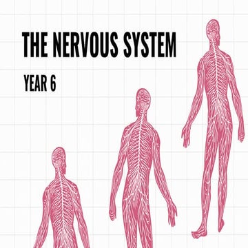 Nervous System_Year 6_ Science DLP_Presentation