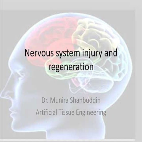 Nervous system injury and regeneration