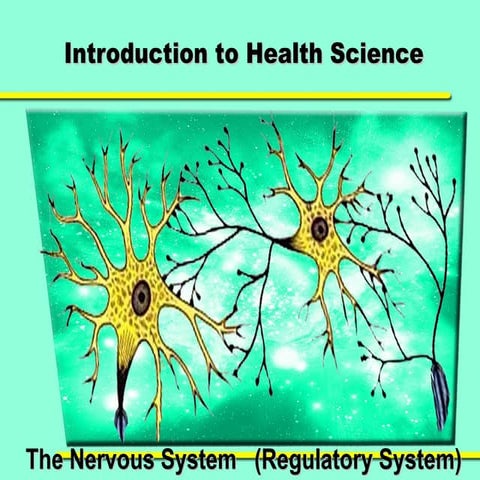 Nervous system intro