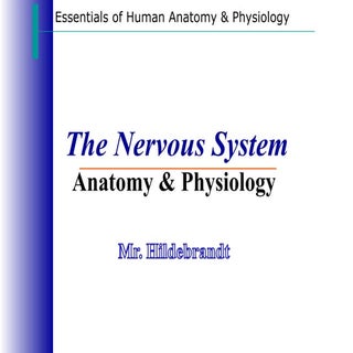 Nervous system notes