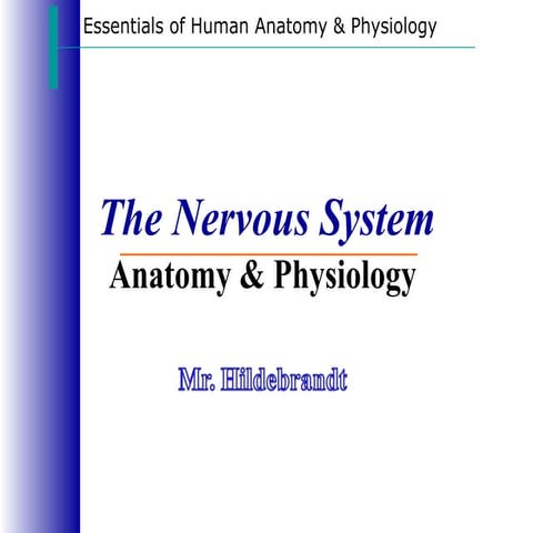 Nervous system notes